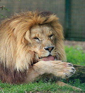 brown lion lying on green grass thumbnail