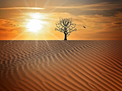 silhouette tree on desert illustration thumbnail