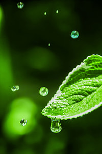 Water Drop, Leaf With Dew thumbnail