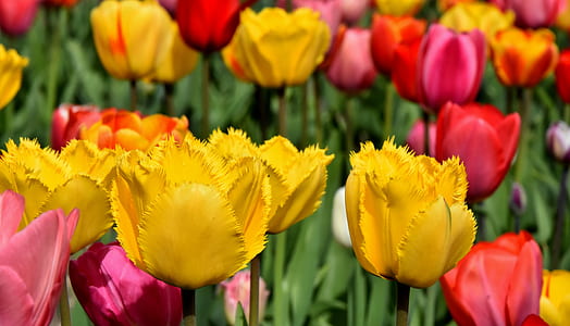 yellow and pink tulips thumbnail