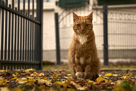 selective focus photography of brown cat sitting near brown fence thumbnail