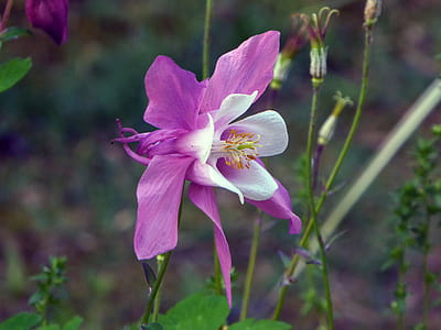 Purple columbine flower closeup. thumbnail