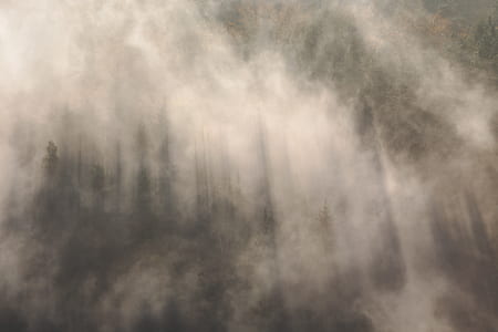 aerial view photography of green forest covered by fog thumbnail