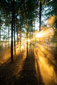sunrays piercing through trees thumbnail