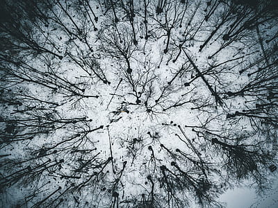 leafless trees thumbnail