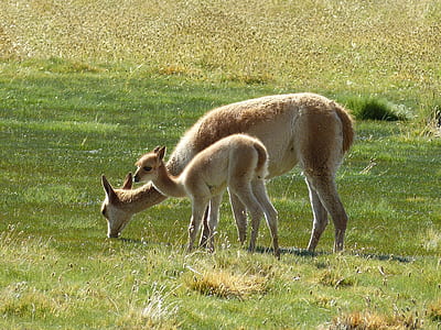 white and brown deers on green grass field during daytime thumbnail