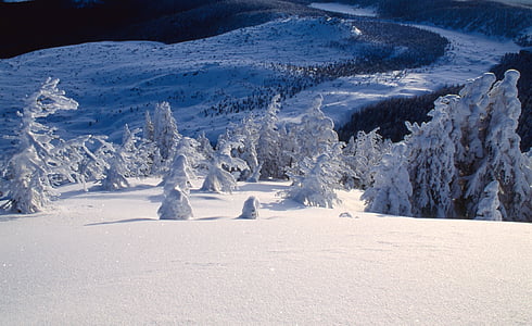 trees covered with snow thumbnail