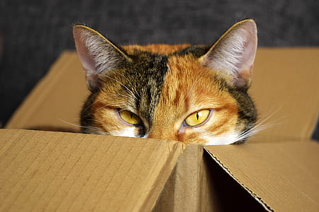 gray and black Calico cat on brown cardboard box thumbnail