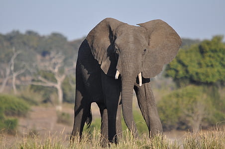 elephant near trees thumbnail