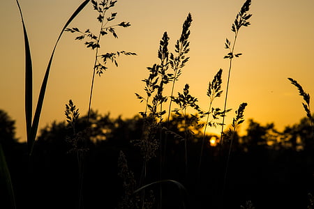 silhouette of grains thumbnail