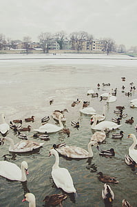 white swan on body of water thumbnail