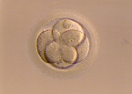 fertilized egg, live, emergence thumbnail