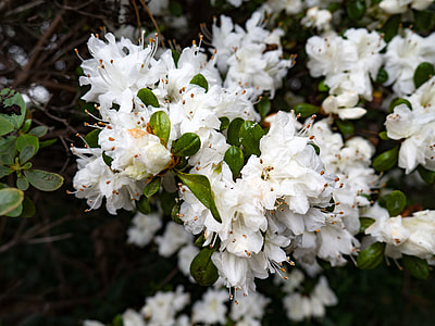 selective focus photography of white petaled flowers thumbnail