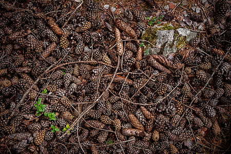 oval brown dried cones thumbnail