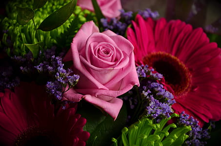 pink and red rose thumbnail