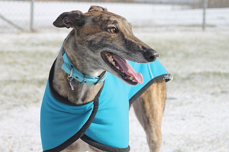 selective focus photography of adult brown brindle greyhound thumbnail