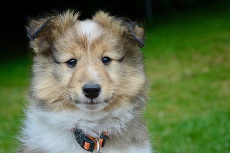 closeup photo of tan, black, and white rough collie puppy thumbnail