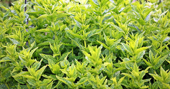 green plants lot thumbnail