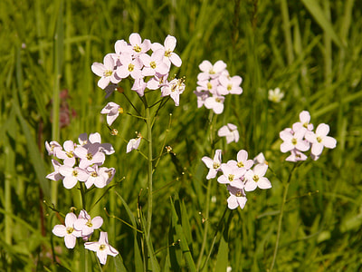 Cuckoo Flower, Pointed Flower thumbnail