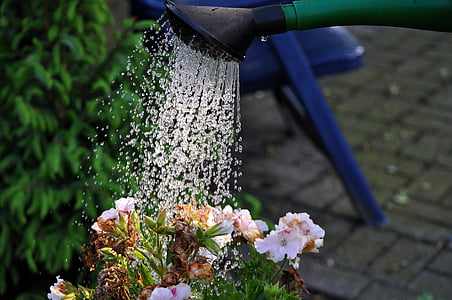 person watering plants thumbnail