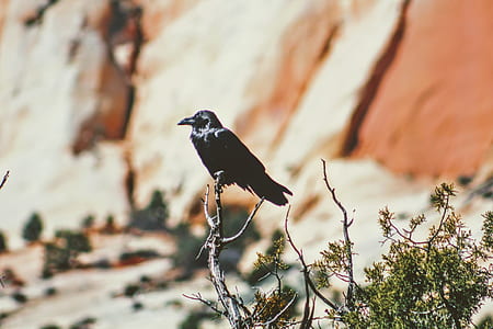 crow perched on tree branch thumbnail