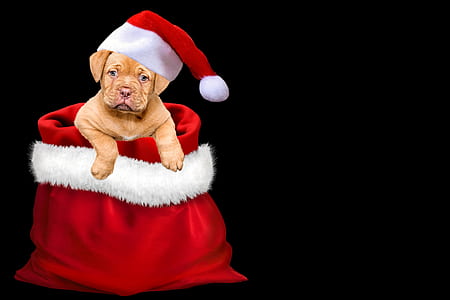beige dog in red and white sack thumbnail