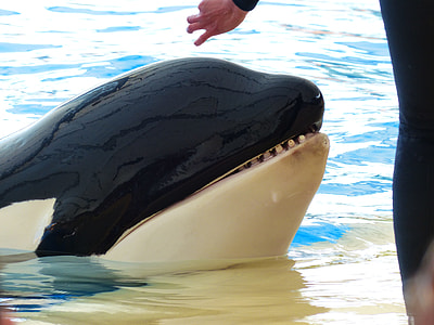 person standing in front of killer whale during daytime thumbnail