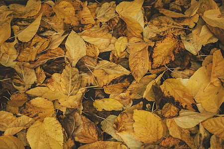 brown dried leaves thumbnail