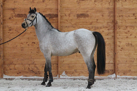 brown horse near the barn thumbnail