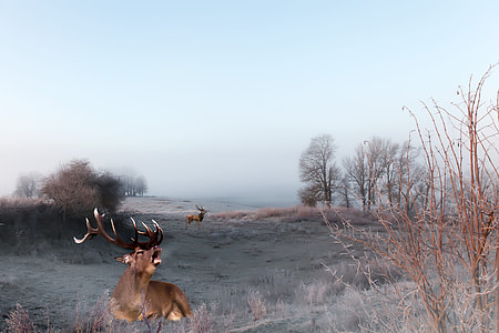 brown moose near tree thumbnail