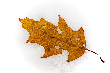 green leaf thumbnail