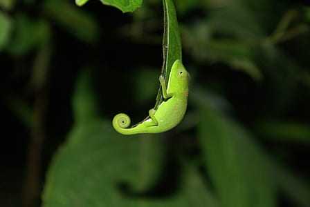 green chameleon on green leaf thumbnail