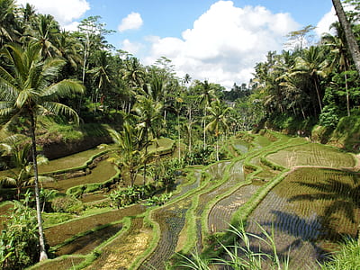 rice terraces and coconut trees thumbnail