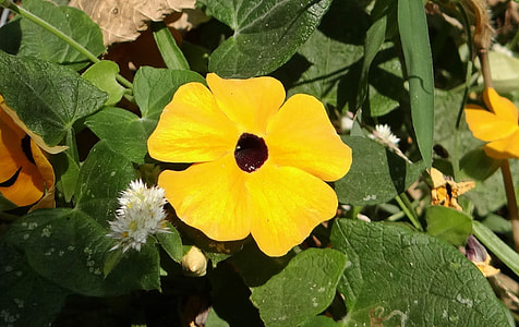 Black-Eyed Susan Vine, Thunbergia Alata thumbnail
