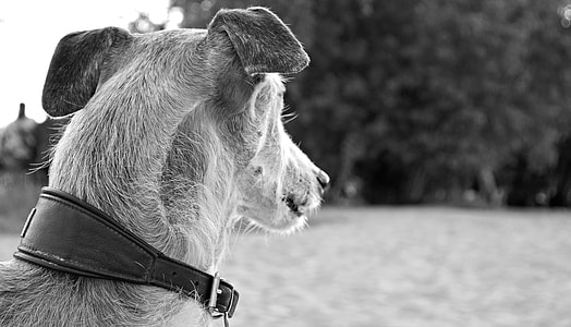 grayscale photo of a sighthound with collar thumbnail