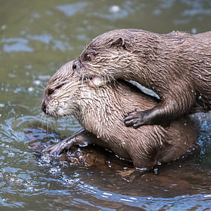 two brown otter on body of water during daytime thumbnail