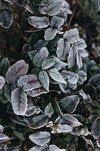 Detail of leaves covered in frost thumbnail