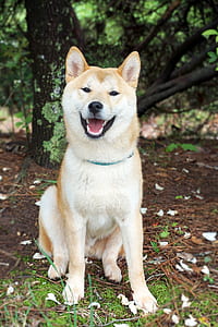 brown and white Akita on green grass during daytime thumbnail