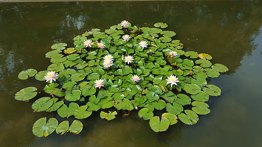 lilies on the water thumbnail