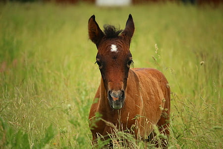 brown donkey on green grass field at daytime thumbnail