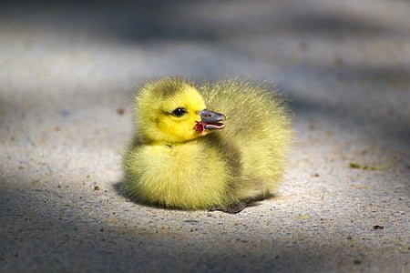yellow duckling on top of beige floor thumbnail