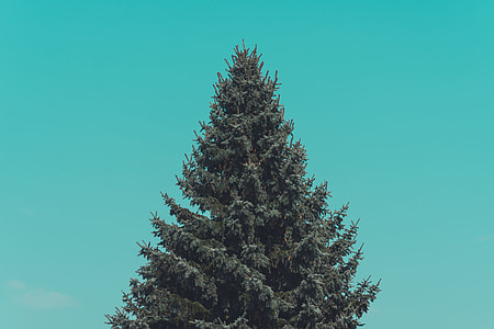 pine tree thumbnail