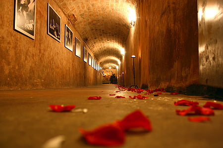 selective-focus photography of floor with red petals thumbnail