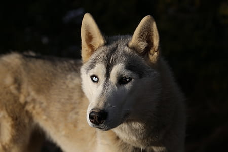 adult gray wolf thumbnail
