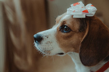 brown and white beagle with white bow on head thumbnail