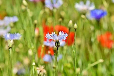 blue cornflower and red poppy flowers in bloom thumbnail