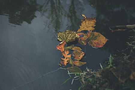 brown leaf on body of water thumbnail