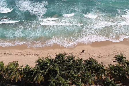 green palm trees near body of water during daytime thumbnail