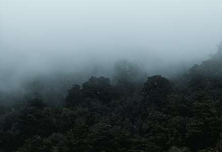 trees with foggs thumbnail