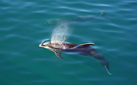 dolphin in body of water thumbnail